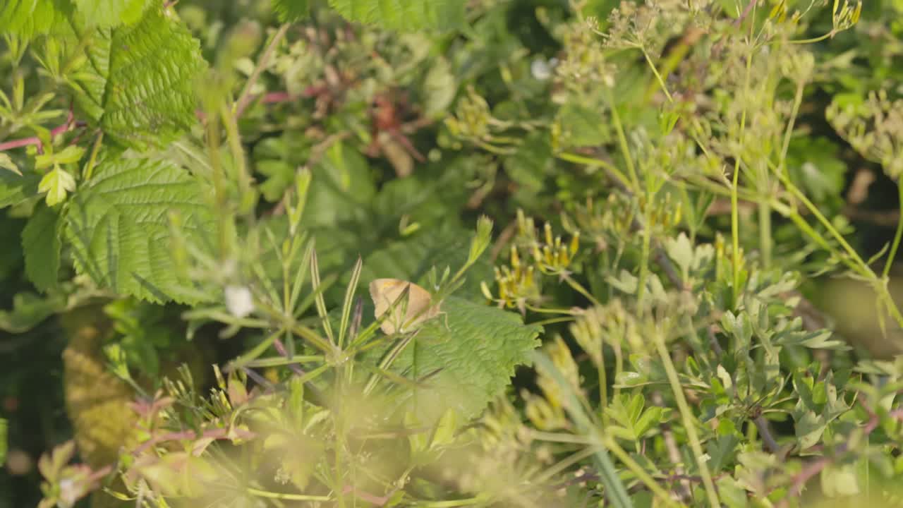 disparo de mano de una mariposa marrón encaramado en un p[lants con fuertes vientos