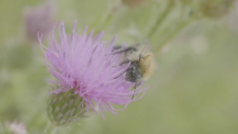 bumblebee on a thistle flower