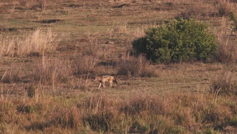 chacal trotando en praderas de sabana africana, buscando comida