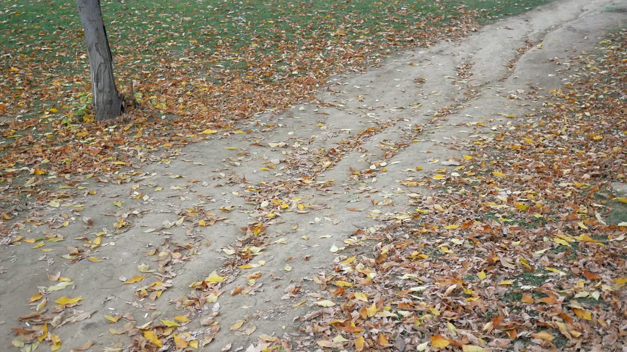 길 위의 가을 잎