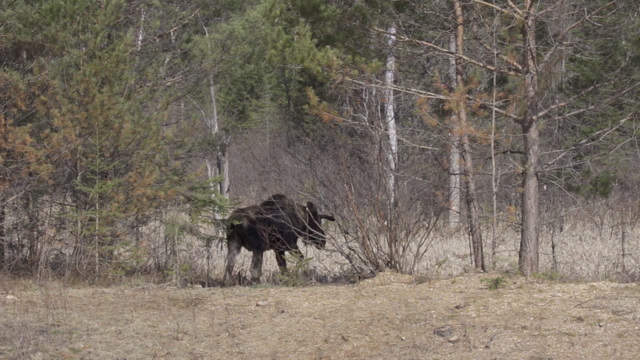 Grande alce maschio entra in una foresta del Parco Algonquin, al rallentatore.