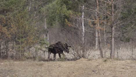 Gran-Alce-Toro-Entra-En-Un-Bosque-Del-Parque-Algonquin,-Cámara-Lenta