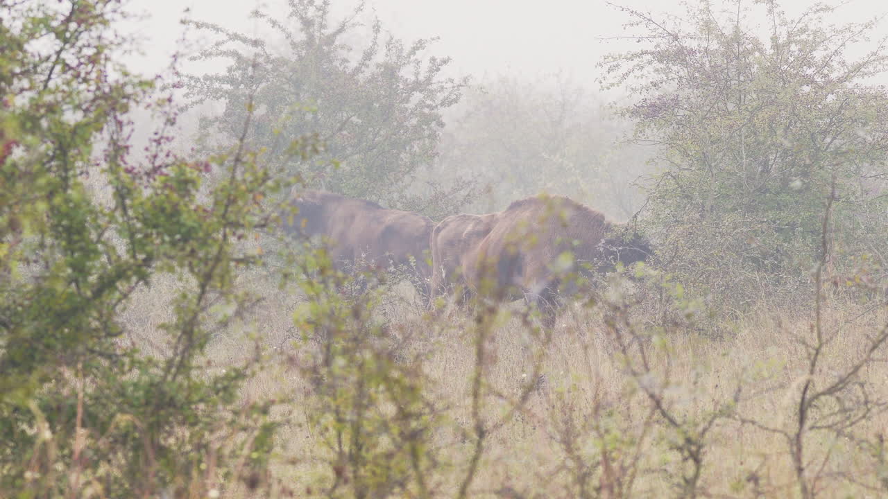 Three european bison bonasus eating leaves from a bush,fog,Czechia