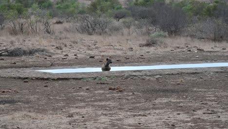 Hiena-Solitaria-Disfruta-De-Un-Abrevadero-Hecho-Por-El-Hombre-En-El-Parque-Nacional-Kruger-En-Sudáfrica