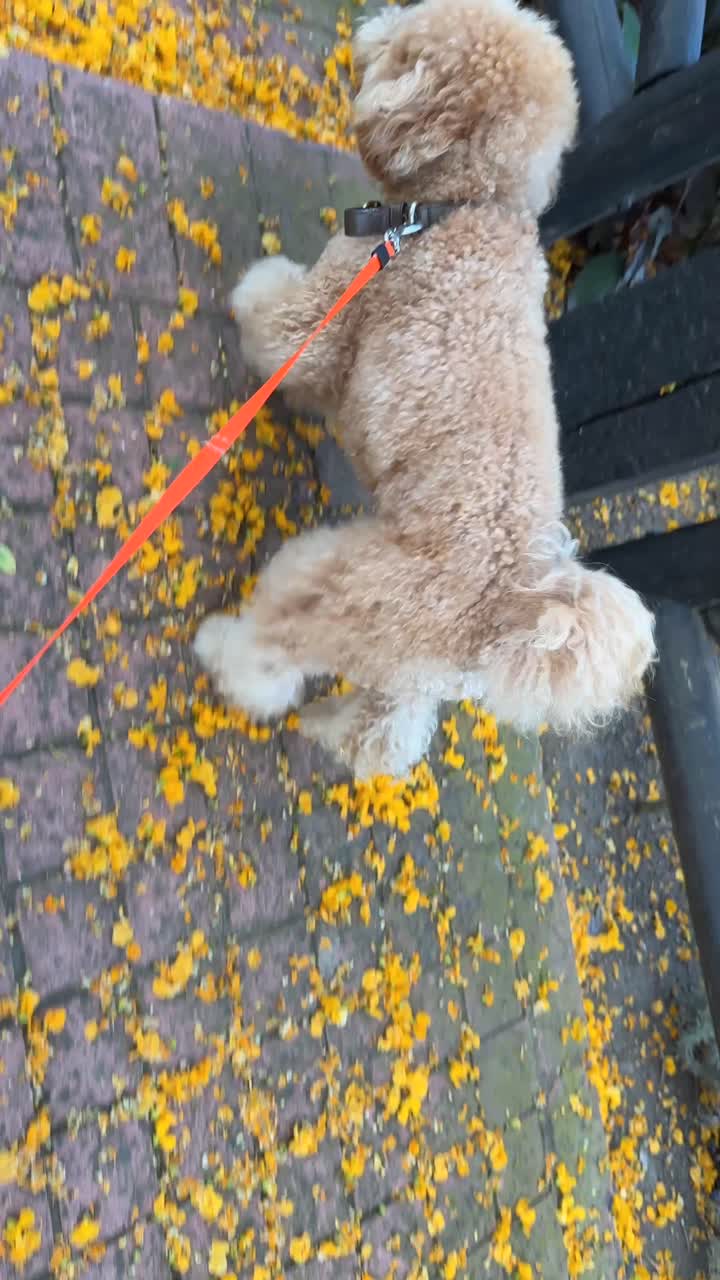 Fluffy Poodle on a Walk