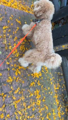 fluffy poodle on a walk