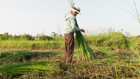 shot of farmer collecting bundles of green straws before drying for making traditional mattress in quang nam province, vietnam at dusk.
