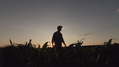 Farmer-walking-in-a-field-of-corn-at-sunset