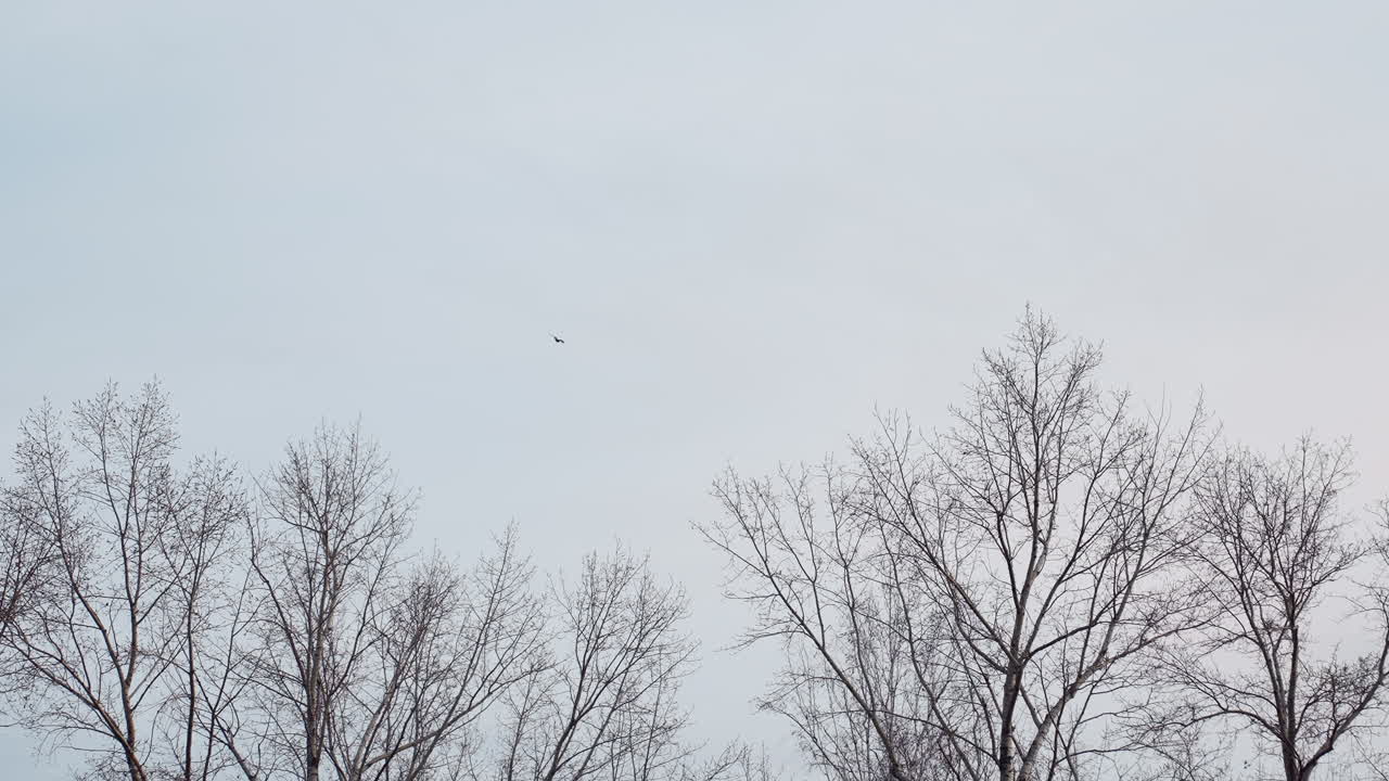 Bird glides gracefully through overcast sky above leafless autumn trees in peaceful park landscape, capturing seasonal transition, open air, and tranquil natural beauty in soft muted tones