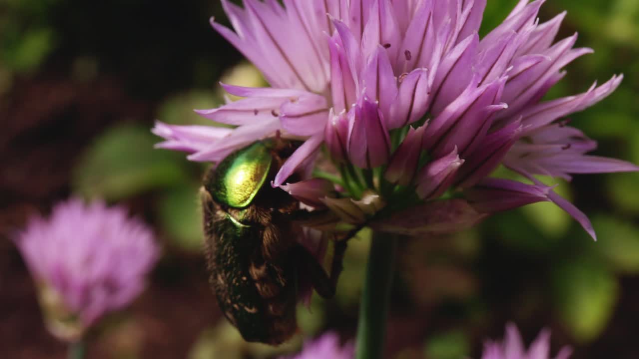 Green Beetle on a Chive Flower
