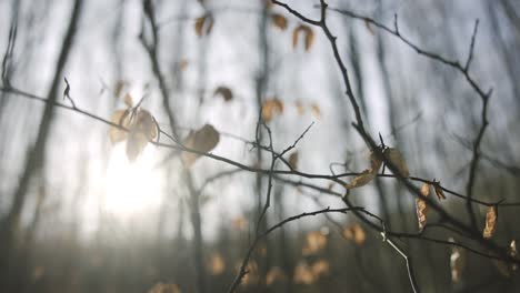 Blätter-Und-Zweige-Des-Baumes-Erstarrten-Am-Morgen-Im-Spätherbst