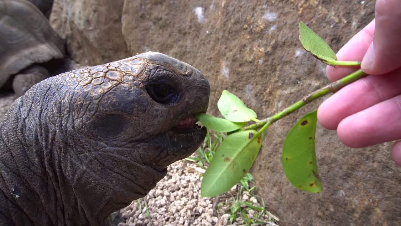 Feeding a Giant Aldabra Tortoise