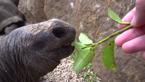 alimentando a una tortuga gigante de aldabra