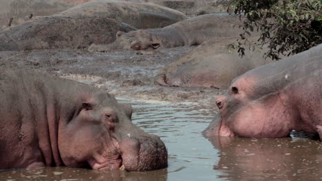 Dos-Hipopótamos-Haciendo-Gestos-Amenazadores-El-Uno-Hacia-El-Otro-Mientras-Están-En-El-Agua-Hasta-Las-Rodillas:-Primero-Mastican-Movimientos-Y-Luego-Simulan-Un-Ataque