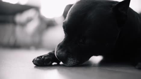 a dog lies on the floor in an indoor house environment, licking its leg and grooming itself, showcasing pet care