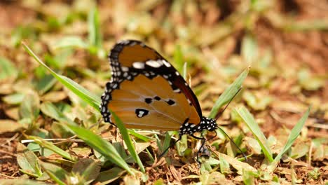 Exotic-African-Tiger-Butterfly,-opening-and-closing-its-wings,-standing-on-grass,-close-up