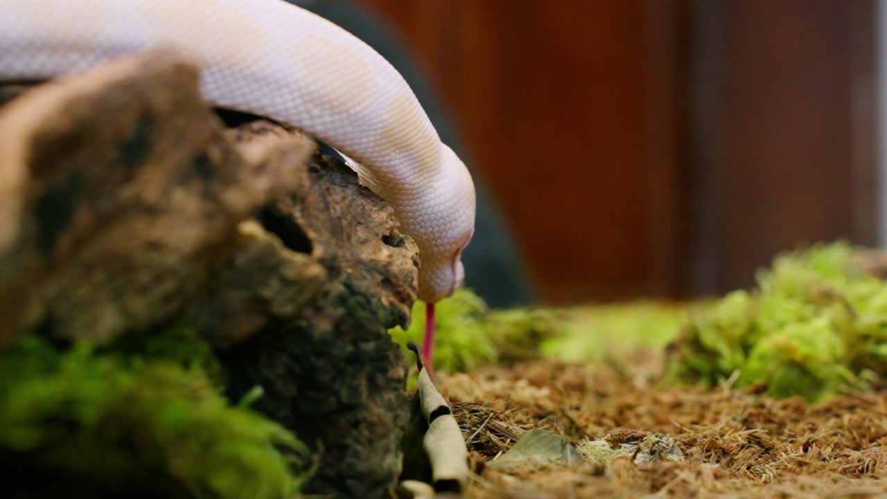 A snake slowly slithering through moss-covered ground, viewed in a close-up shot