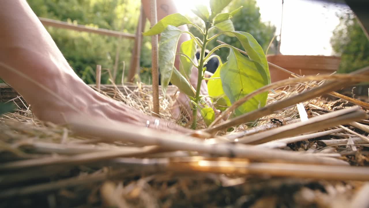 Careful mulching in soft sunlight, life begins