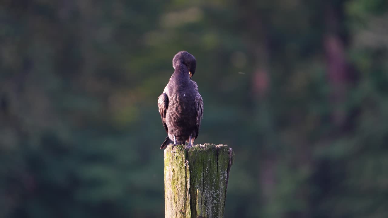 Cormorant perched on a pole