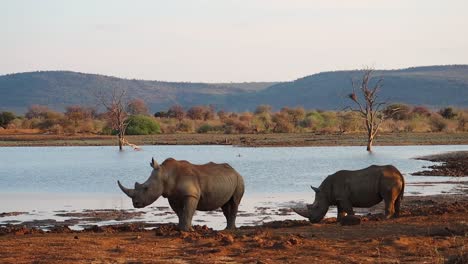 two white rhinos gather at watering hole to drink in madikwe, s africa