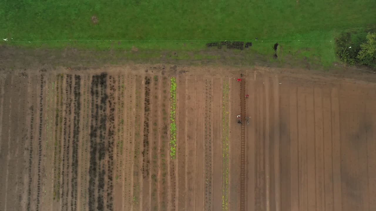 personas anónimas trabajando en plantaciones agrícolas en un día soleado