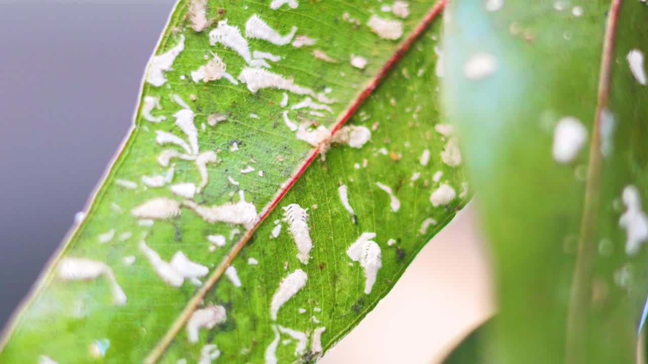 Close-up of aphids on a beech leaf