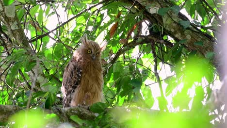 Die-Buffy-Fish-Owl-Ist-Eine-Große-Eule-Und-Doch-Die-Kleinste-Unter-Den-Vier-Fischeulen