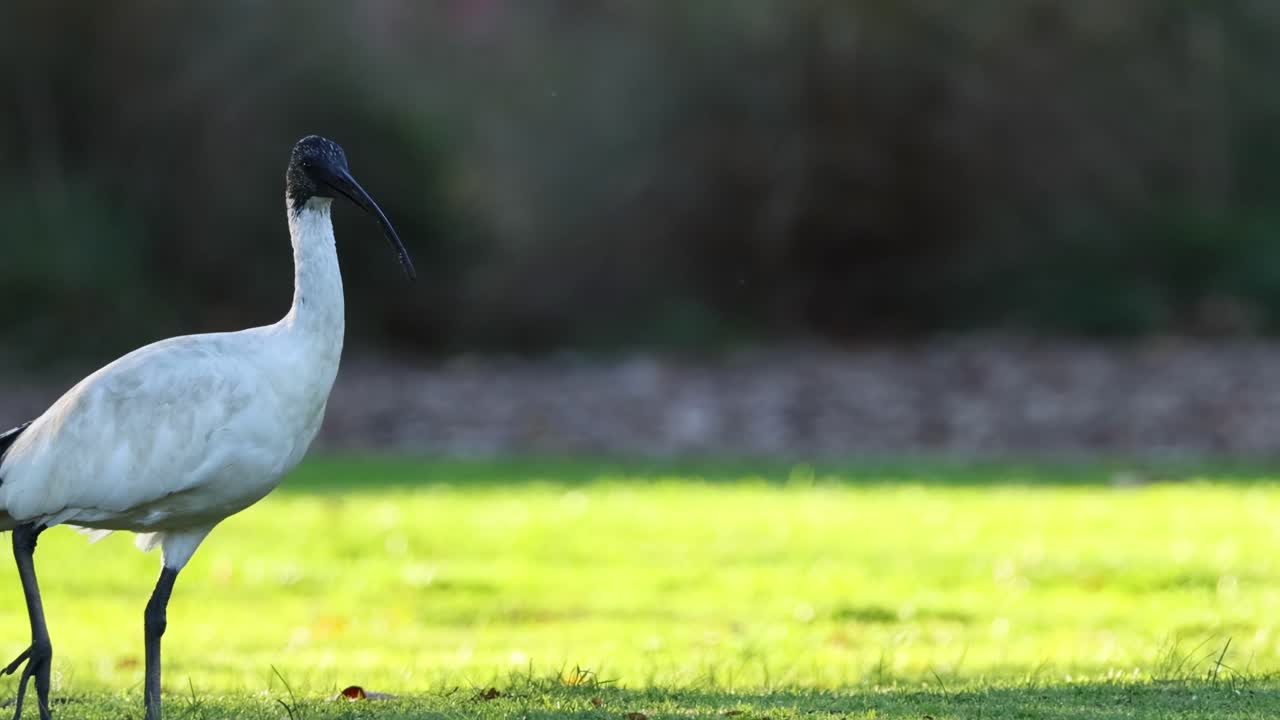 A close-up view of an ibis walking gracefully across a sunlit grassy area.
