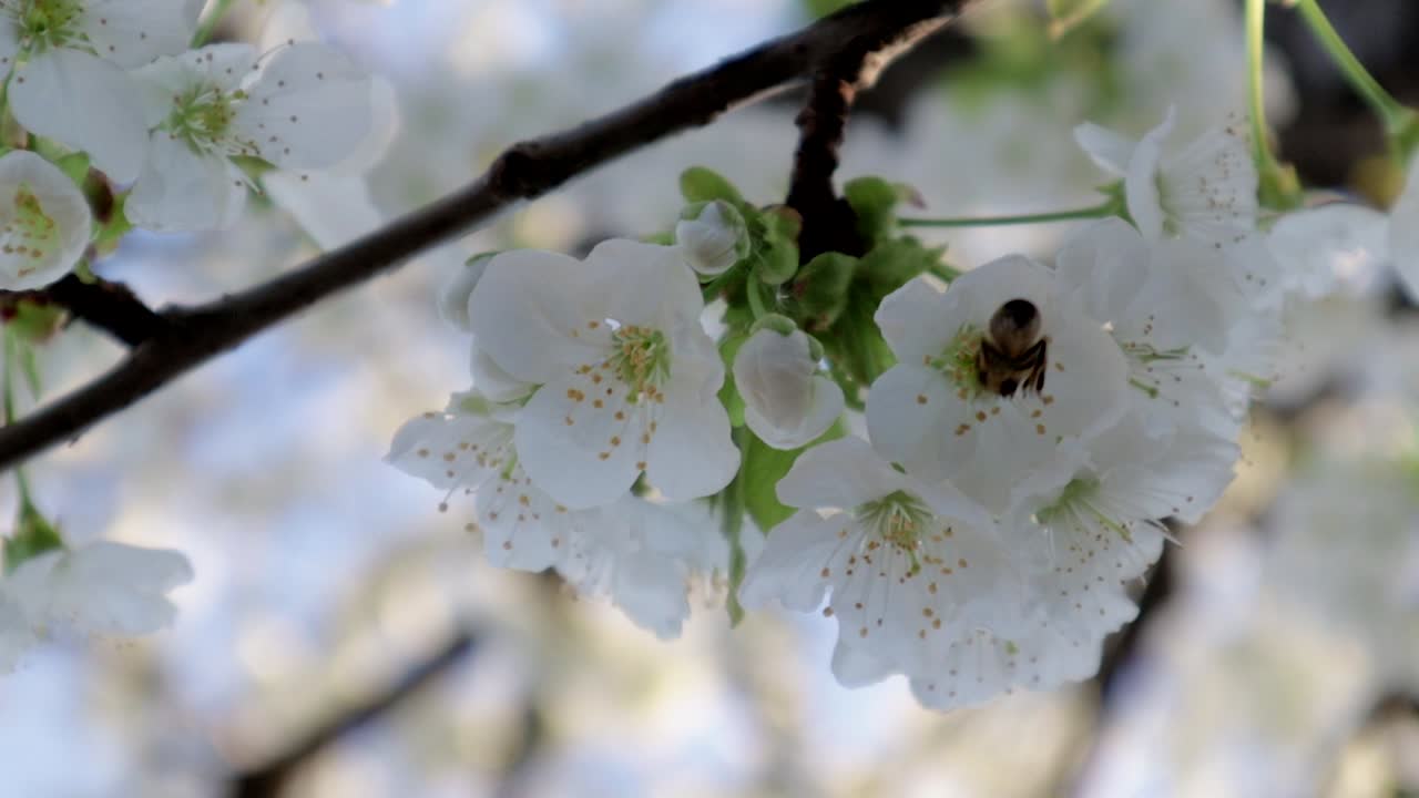 체리 꽃에 벌. 화창한 밝은 날