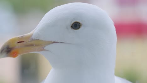 la tête d'une mouette en gros plan. l'oiseau a atterri sur le rebord de la fenêtre. tirant à travers le verre.