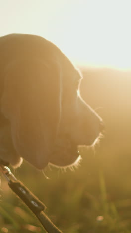 primer plano de un perro en una correa alimentándose suavemente de la mano de un individuo en la cálida y dorada luz del sol, destacando el vínculo entre la mascota y el dueño, la saliva del perro brilla en la mano