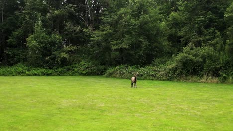 Blick-Auf-Bullenelche,-Die-Auf-Einem-Grünen-Feld-Mit-üppiger-Vegetation-Stehen---Drohnenaufnahme