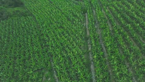 banana plantation aerial view
