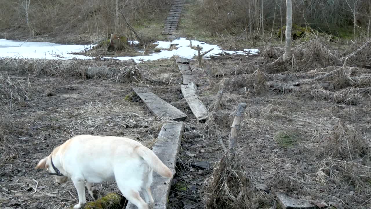 개 가 걸어가는 길