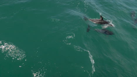 a pair of dusky dolphins dive in the waves in slow motion - kaikoura, new zealand