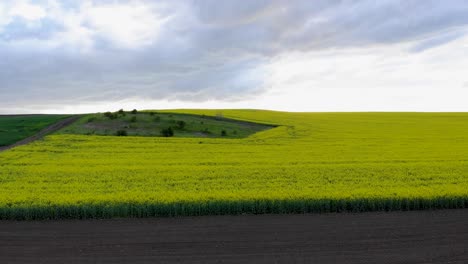 Aerial-View-Of-Bright-Green-Agricultural-Farm-Field-With-Growing-Rapeseed-Plants---drone-sideways