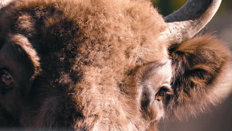 Close-up-of-European-wood-bison-or-Wisent-eyes,-looking-around---Bison-Bonasus