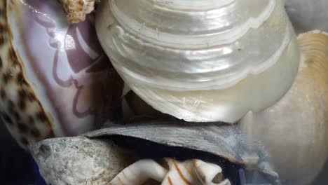 Close-up-of-shells-inside-a-glass-bottle-that-is-spinning-and-rotating