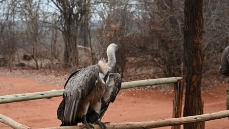 Rescued-Giant-African-Vulture-with-a-damaged,-broken-wing