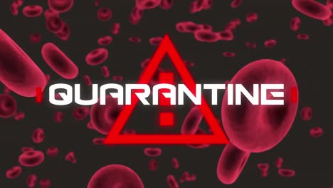 animación de texto de cuarentena, con triángulo de peligro rojo, sobre células rojas de la sangre en negro