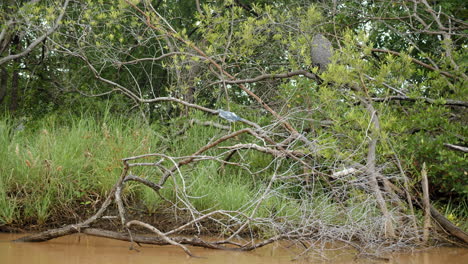 Lone-Bird-Walking-on-Tree-Branch-over-Swamp