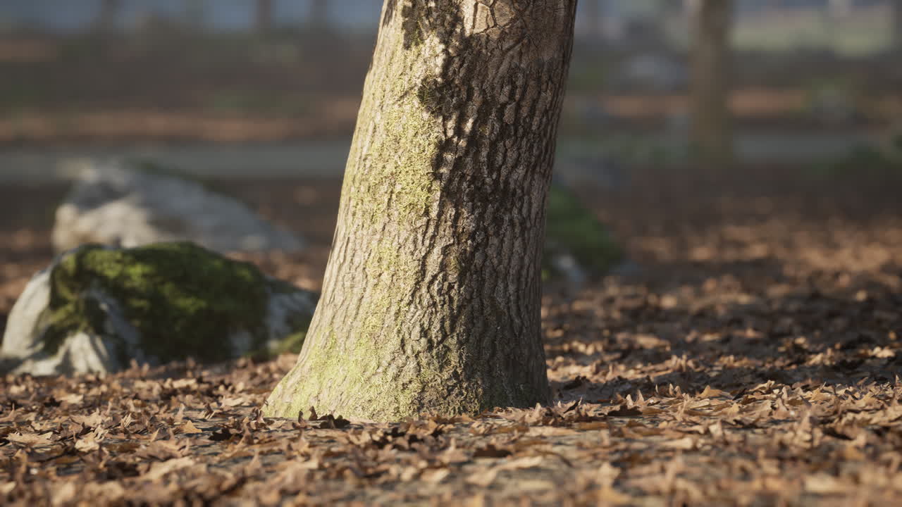 la luz del sol brilla a través de los árboles iluminando las rocas de musgo en el bosque
