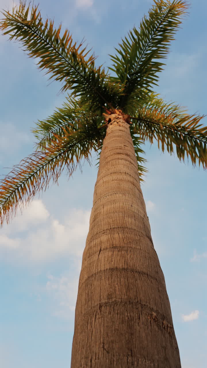 Close up of a palm tree on the beach with the blue sky on the background. Vertical