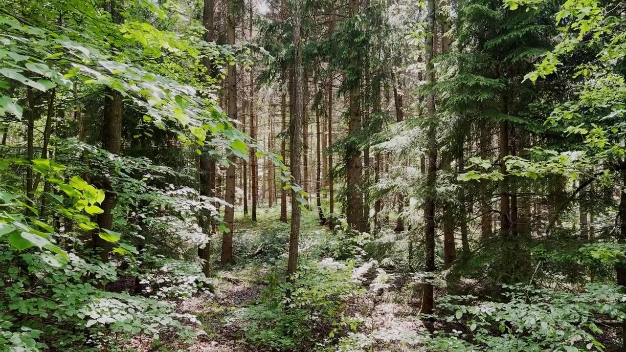 perdu dans la forêt, sombre et dense, vert, forêt, zone boisée, biodiversité, branches, broussailles, camping, terrain de camping, canopée, perdu dans la nature, perdu dans la vie, confus, chemins déroutants, nature, sauvetage, chasse