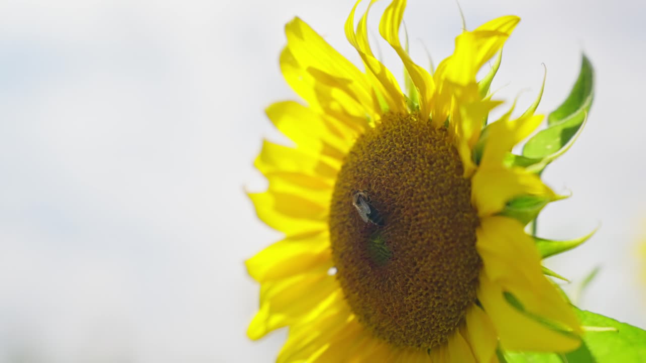 Slow motion bee on a sunny sunflower with a bright yellow bloom
