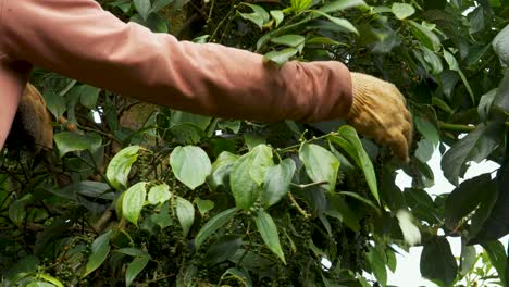 Granjero-Asiático-Irreconocible-Que-Trabaja-En-La-Plantación-De-Granos-De-Pimienta,-Persona-Vietnamita-Que-Trabaja-En-Una-Granja