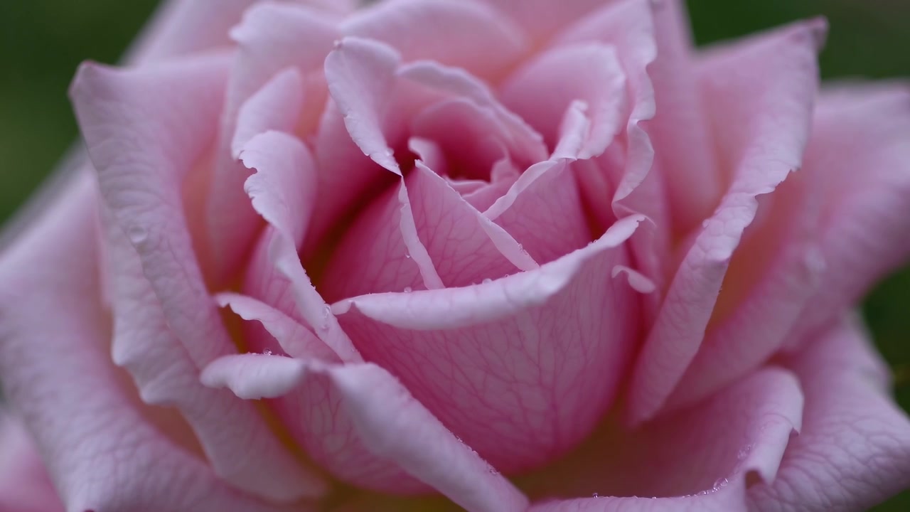 Primo piano di una rosa rosa in fiore con gocce di rugiada