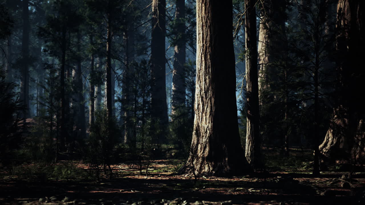 조용한 숲 속에서 고대 세이아 나무를 통해 빛이 필터링됩니다.