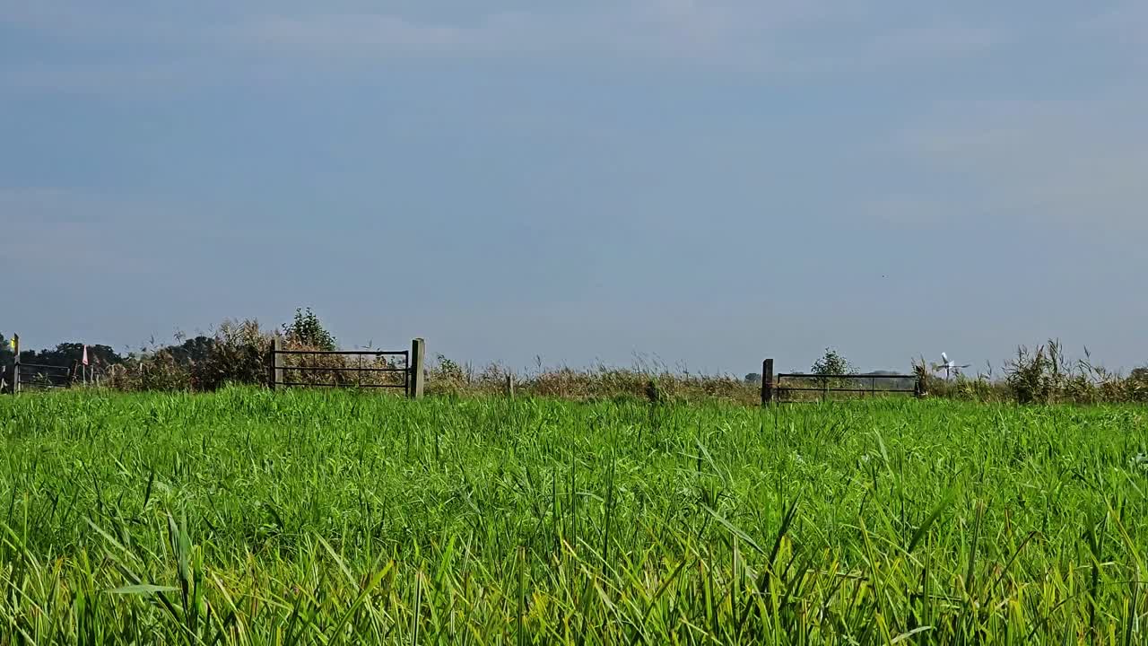 Green grass in a field can be seen in this footage. It was shot during summer on a bright day.