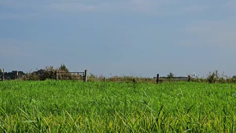 green grass in a field can be seen in this footage. it was shot during summer on a bright day.